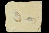 Two Cretaceous Fossil Shrimp - Lebanon #107664-1